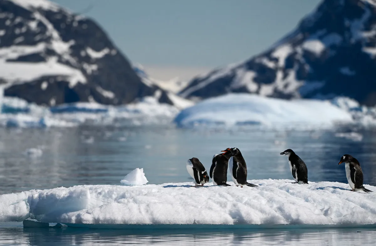 H5N1 avian flu spreads in Antarctica, threatening penguins, seals, and other vulnerable species