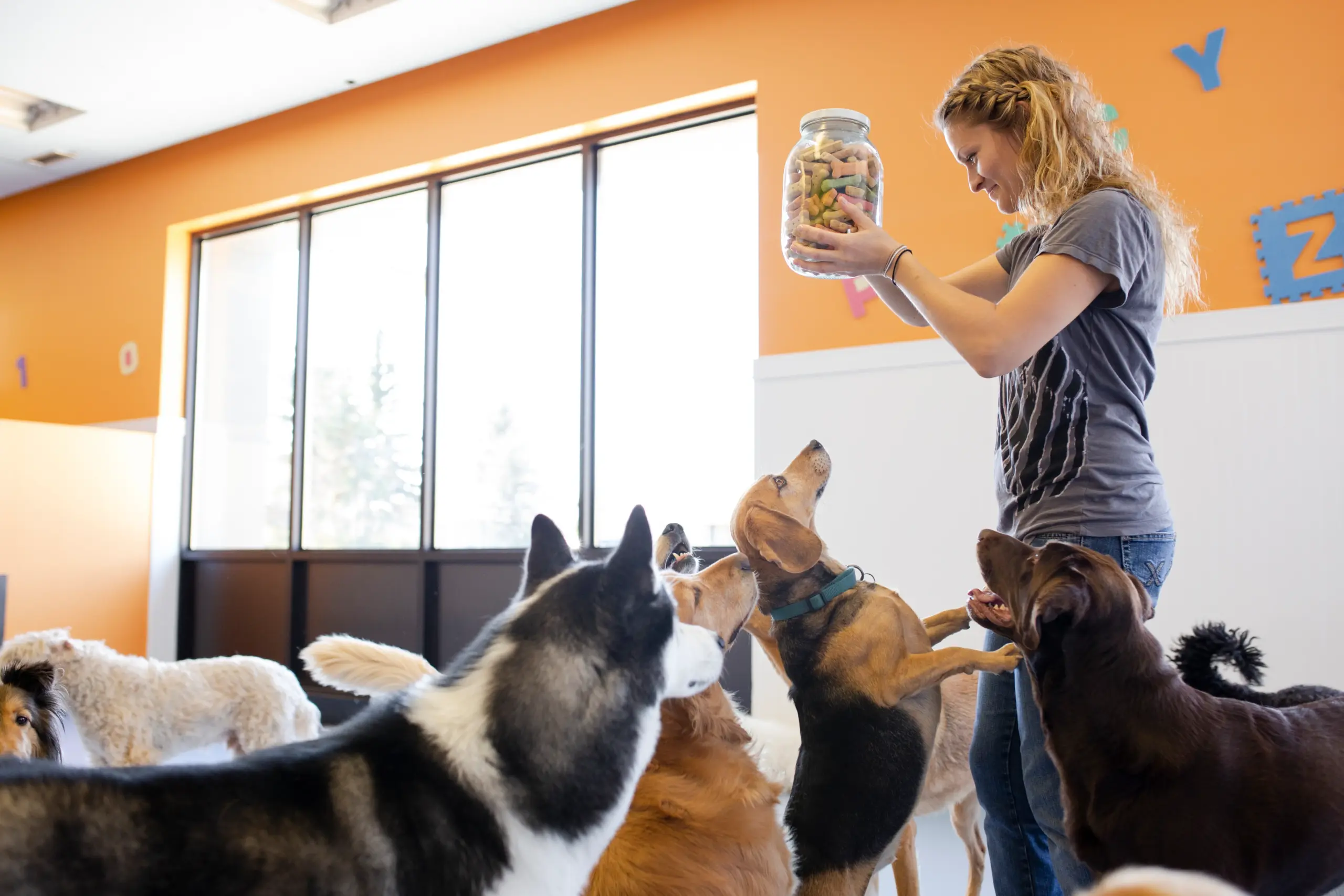 Pet daycares. Photo: Telemundo 48 El Paso.