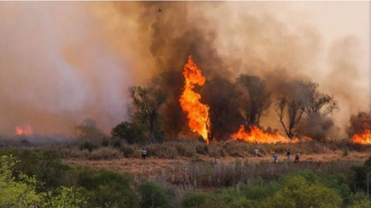 Incendios forestales en Entre Ríos. Foto: UNO Entre Ríos.