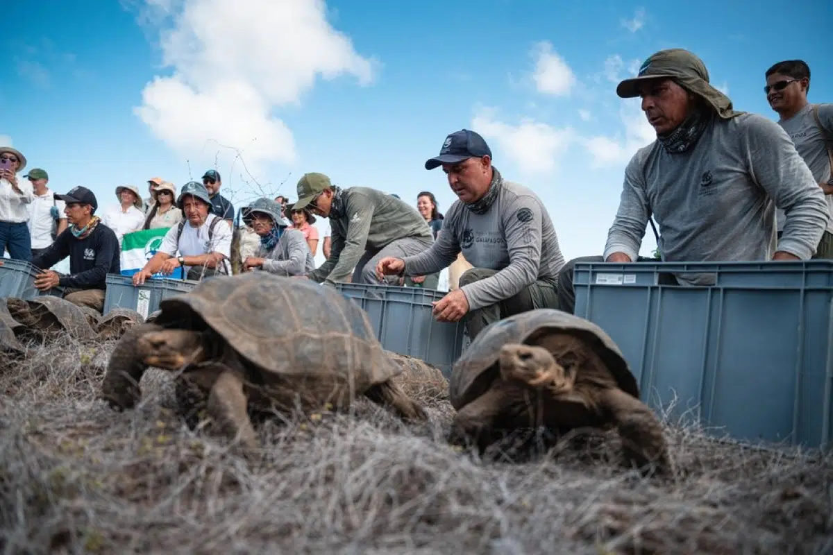 Giant tortoises return to Floreana Island after 180 years and reactivate ecological restoration in Galapagos