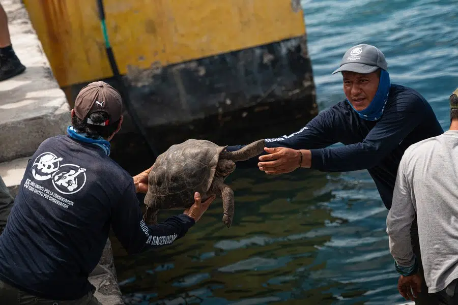 Las tortugas gigantes regresan a la isla Floreana luego de 180 años y reactivan la restauración ecológica en Galápagos