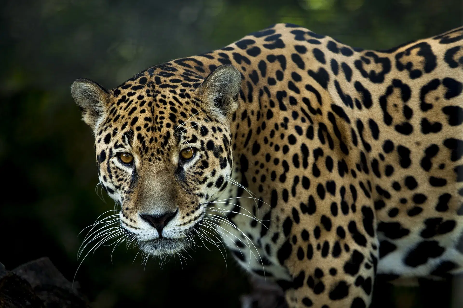 Mexico strengthens jaguar protection: new strategies in Yucatan to conserve America’s largest feline