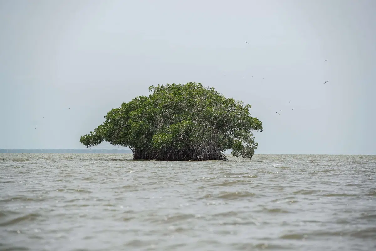 Receding Mangroves: The Living Barrier of the Colombian Caribbean That Holds the Sea’s Memory Fades
