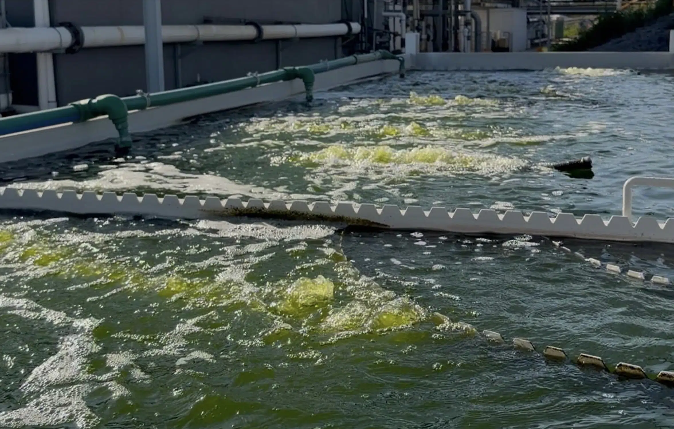 A Mexican biotechnology company turns microalgae into climate change solutions