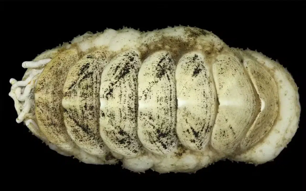 Japan discovers a deep-sea mollusk with an iron tongue: a unique find in the ocean at a depth of 5,500 meters