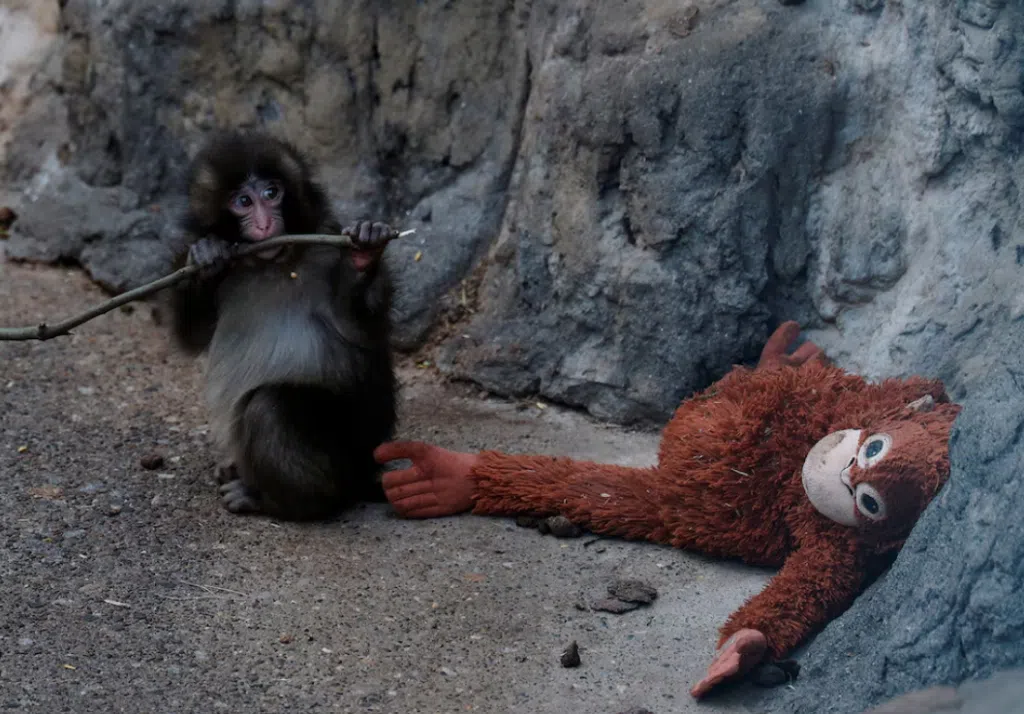 La tierna historia del mono Punch, el macaco abandonado por su madre que conmovió al mundo con su peluche de orangután. Foto: Infobae.