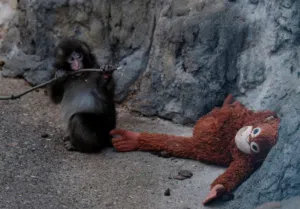 La tierna historia del mono Punch, el macaco abandonado por su madre que conmovió al mundo con su peluche de orangután. Foto: Infobae.