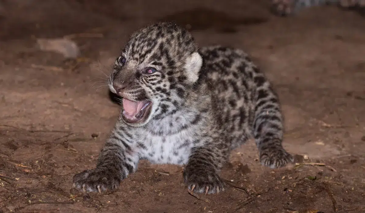 Chaco confirms a second jaguar birth in El Impenetrable: an ecological rebirth for the species