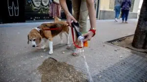 Barcelona multará com até 300 euros os donos de cães que não diluírem a urina de seus animais de estimação. Foto: La Vanguardia.