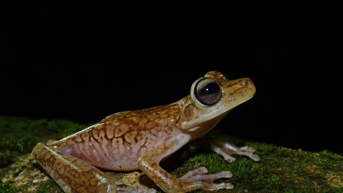 Pristimantis fergusoni: a new scarlet frog discovered in Ecuador’s Andean forests of Tungurahua