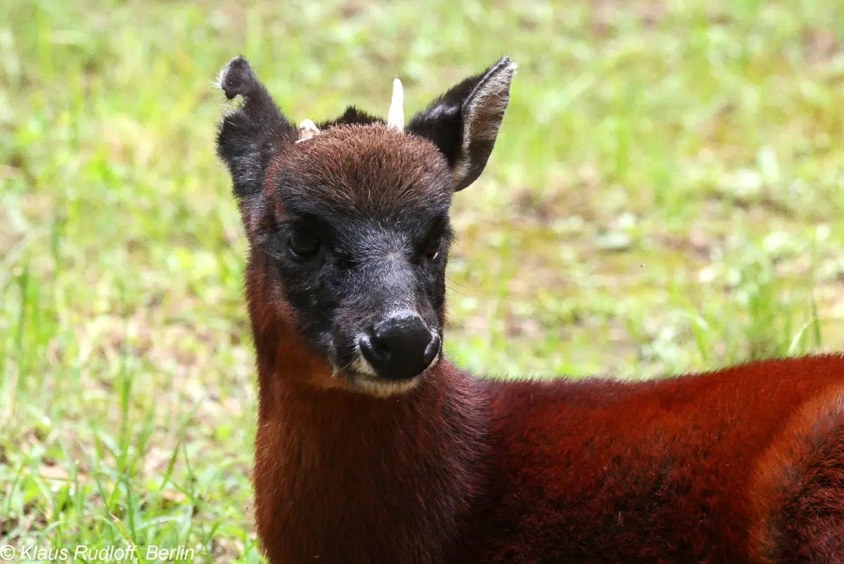 A new deer genus discovered belonging to a unique lineage inhabiting the Andes Mountains of Colombia