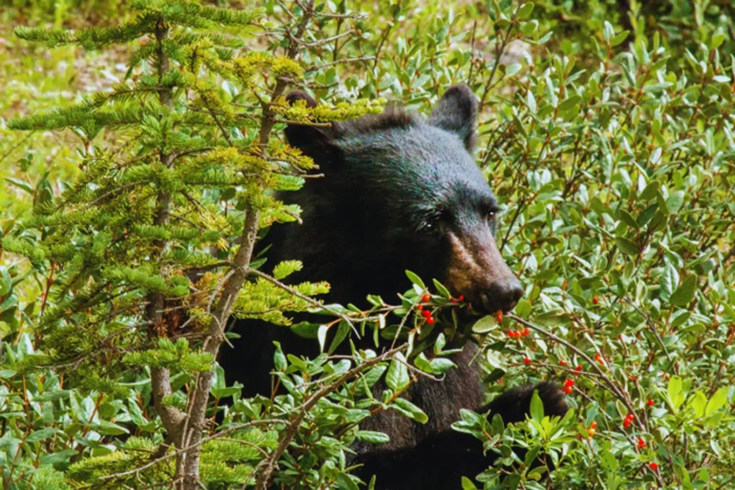 More Herbivorous Bears: Science Reveals How Climate Change is Redefining the Species’ Ecological Role