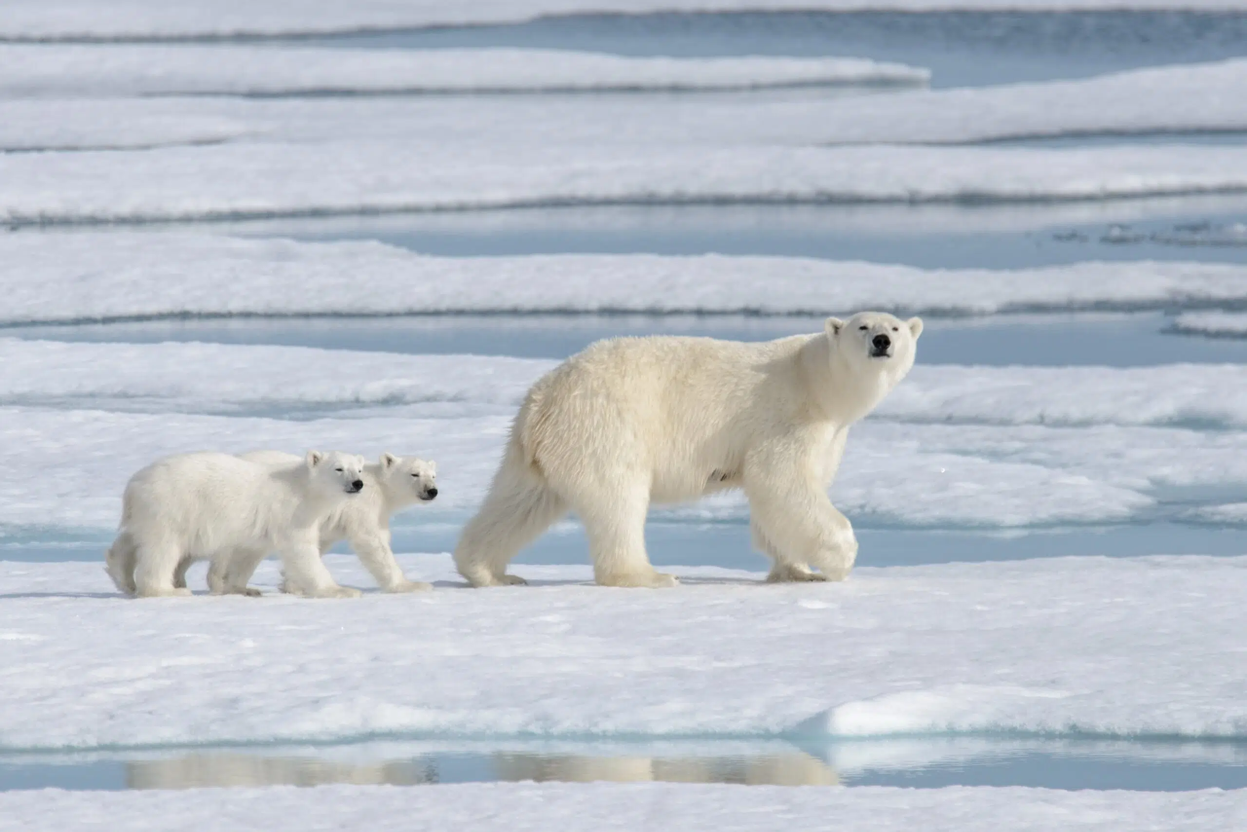 Southeast Greenland polar bears show genetic signs of Arctic warming impact, study finds