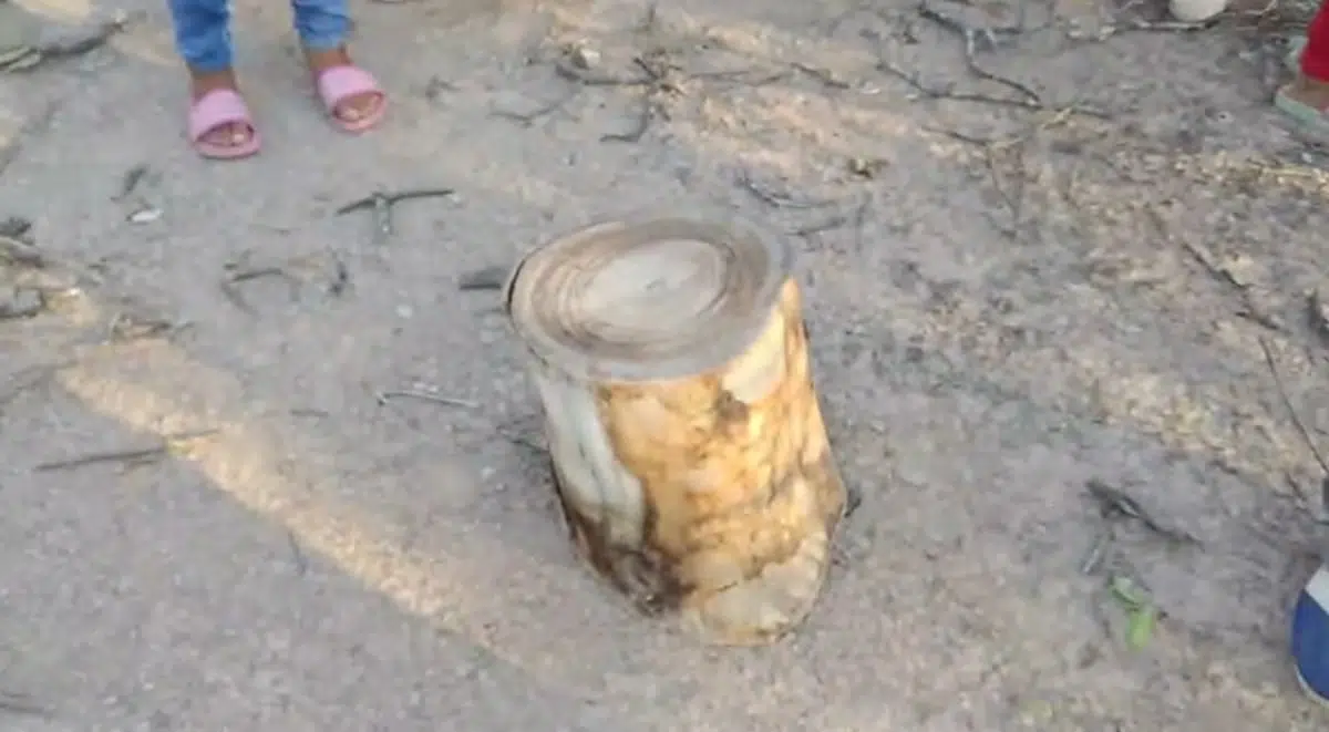 Conflicto en el Chaco Salteño: comunidad wichí busca cercar 160 hectáreas para proteger el palo santo frente a la tala ilegal Conflicto en el Chaco Salteño: comunidad wichí busca cercar 160 hectáreas para proteger el palo santo frente a la tala ilegal