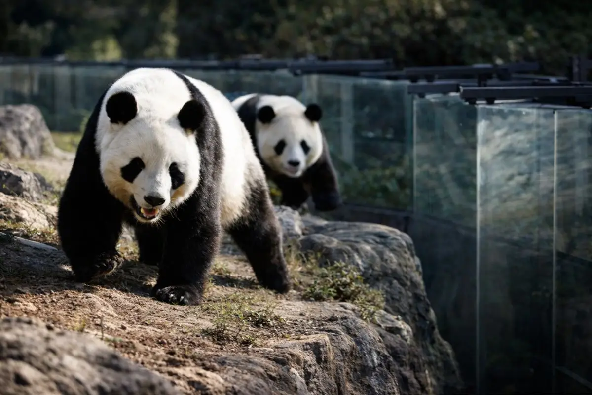 Japan without pandas: the departure of Xiao Xiao and Lei Lei marks the end of an era and reflects tensions with China
