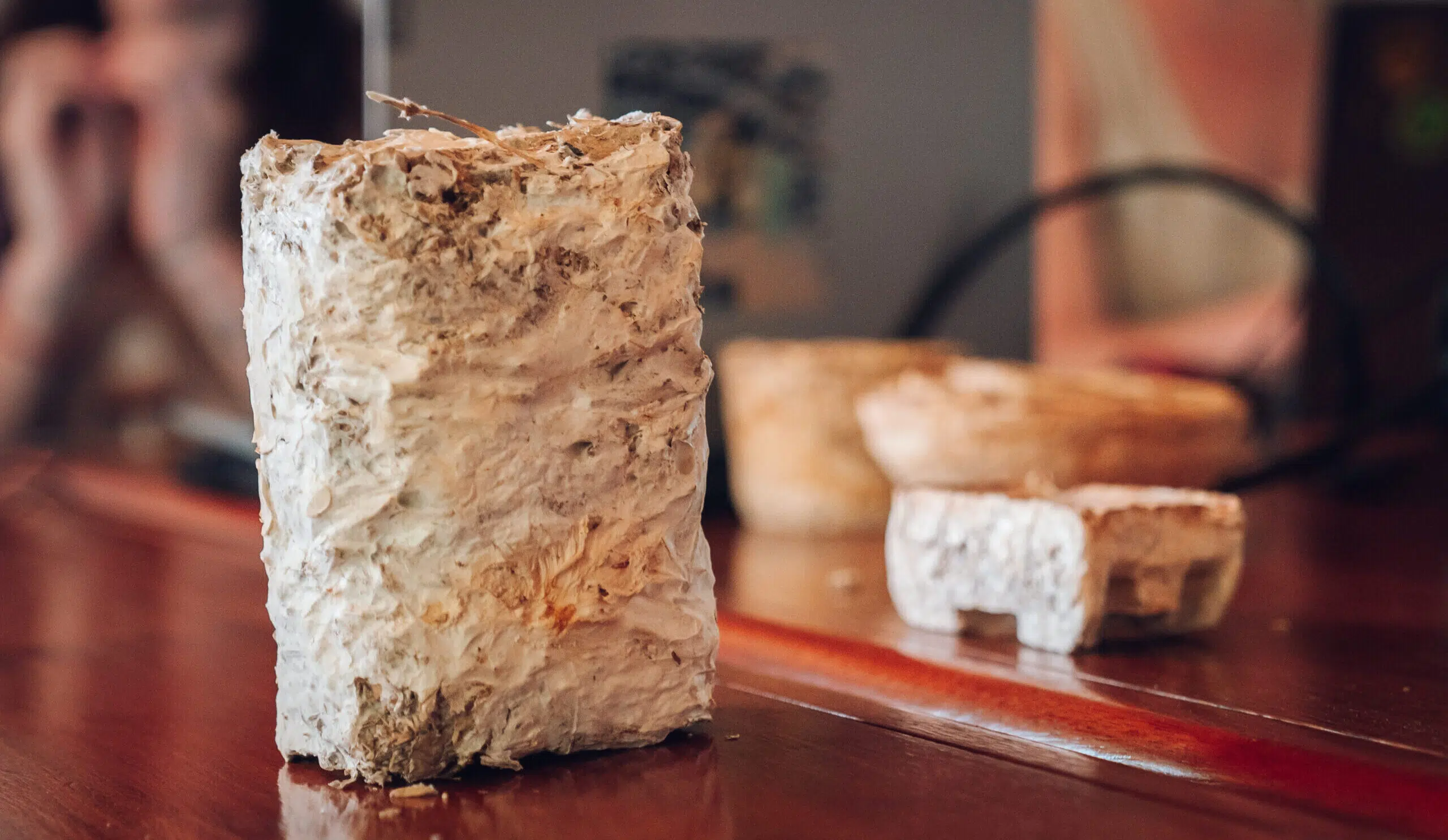 Mushroom and recycled cardboard panels: the Economic Housing Association advances in a sustainable prototype for insulating homes