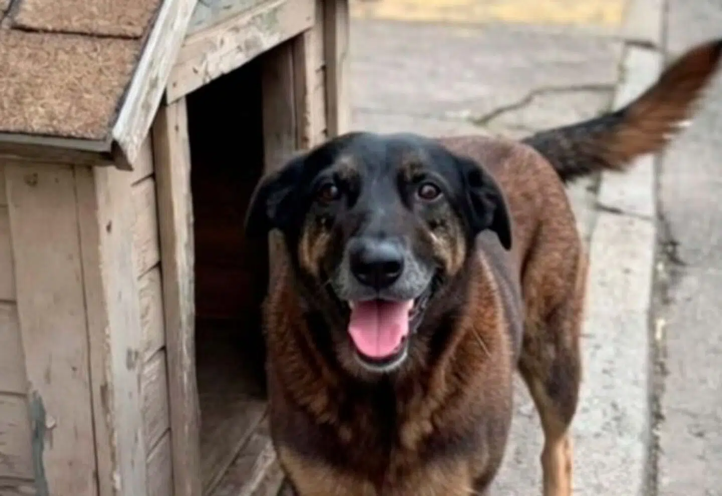 Justice for Orelha: Brazil mobilizes against animal abuse after the killing of a stray dog in Florianópolis