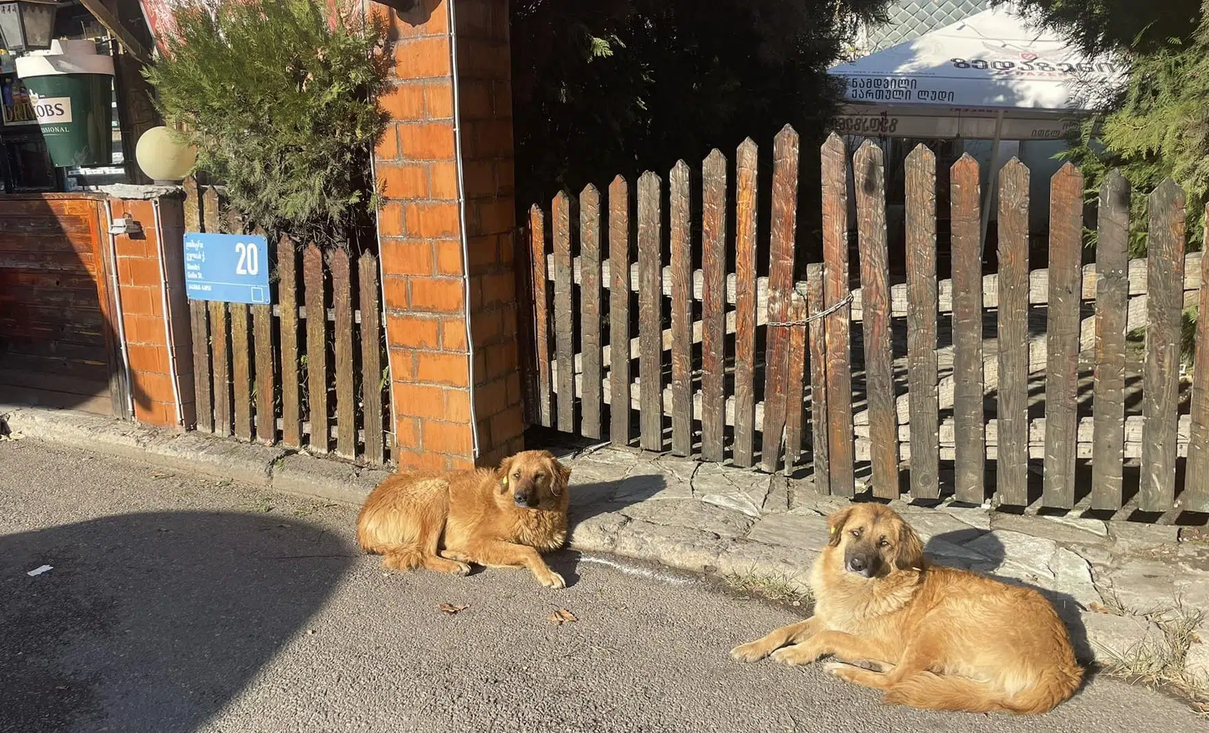 Tbilisi, the capital of Georgia where stray dogs are sacred: a model of urban coexistence and animal respect