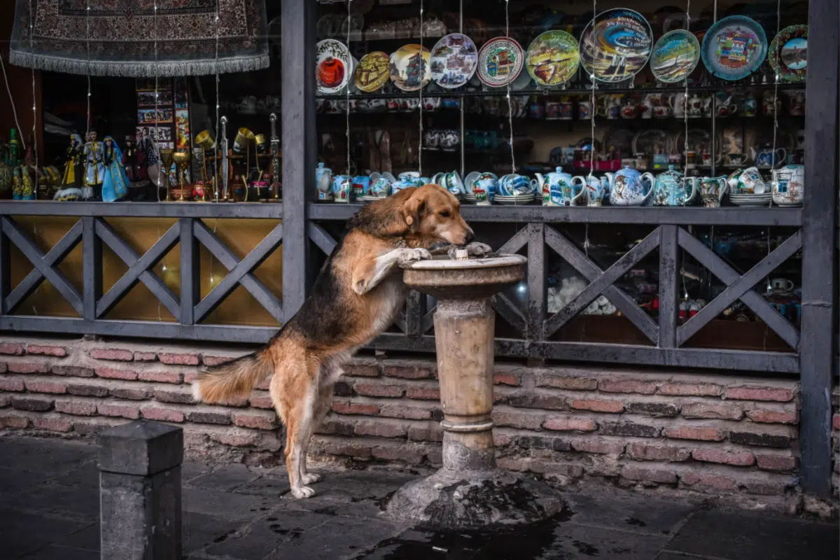 Tiflis, la capital de Georgia donde los perros callejeros son sagrados: un modelo de convivencia urbana y respeto animal