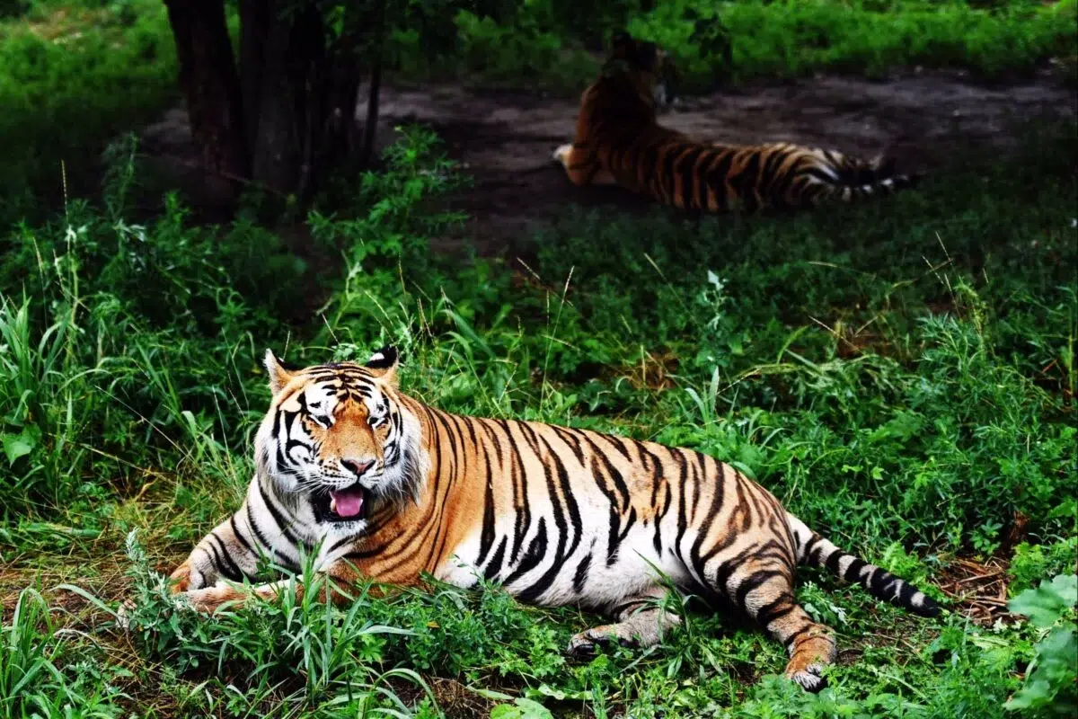 Feline plague intrigues Thailand: 72 tigers died in 10 days, investigation rules out avian flu cases