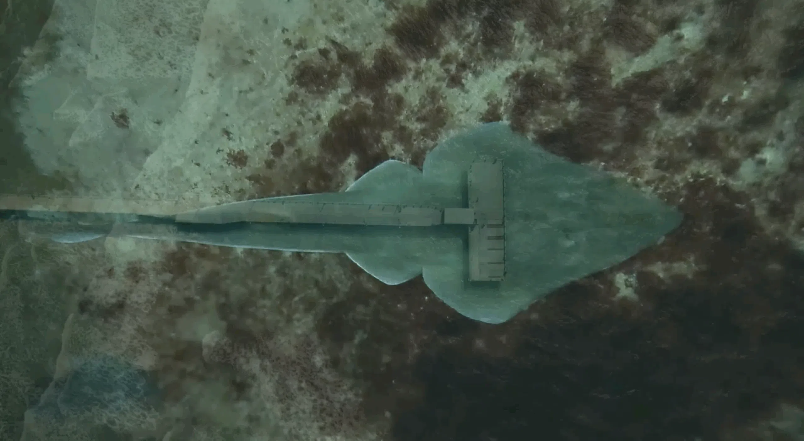 The guitarfish: scientists, fishermen, and coastal communities join forces to protect this key species of the Argentine sea