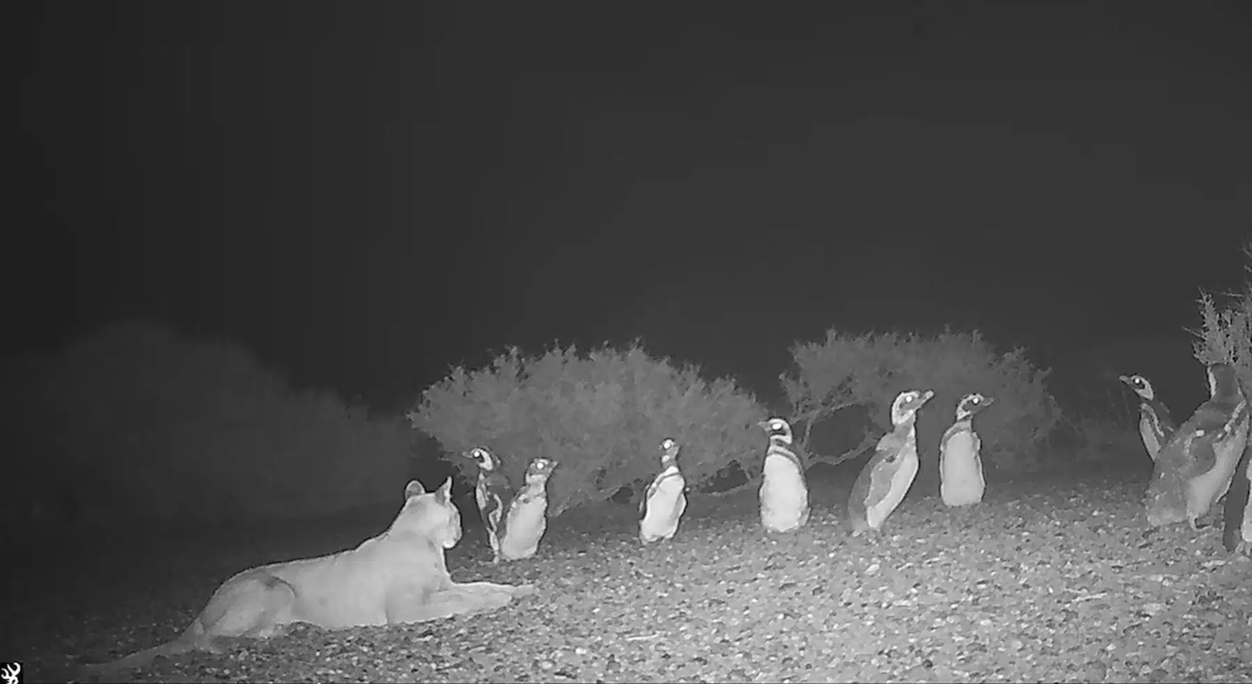 pumas y pingüinos