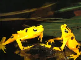 Les grenouilles dorées retournent au Panama après des années en captivité à cause du champignon qui a décimé l'espèce. Photo : Mi Ambiente.