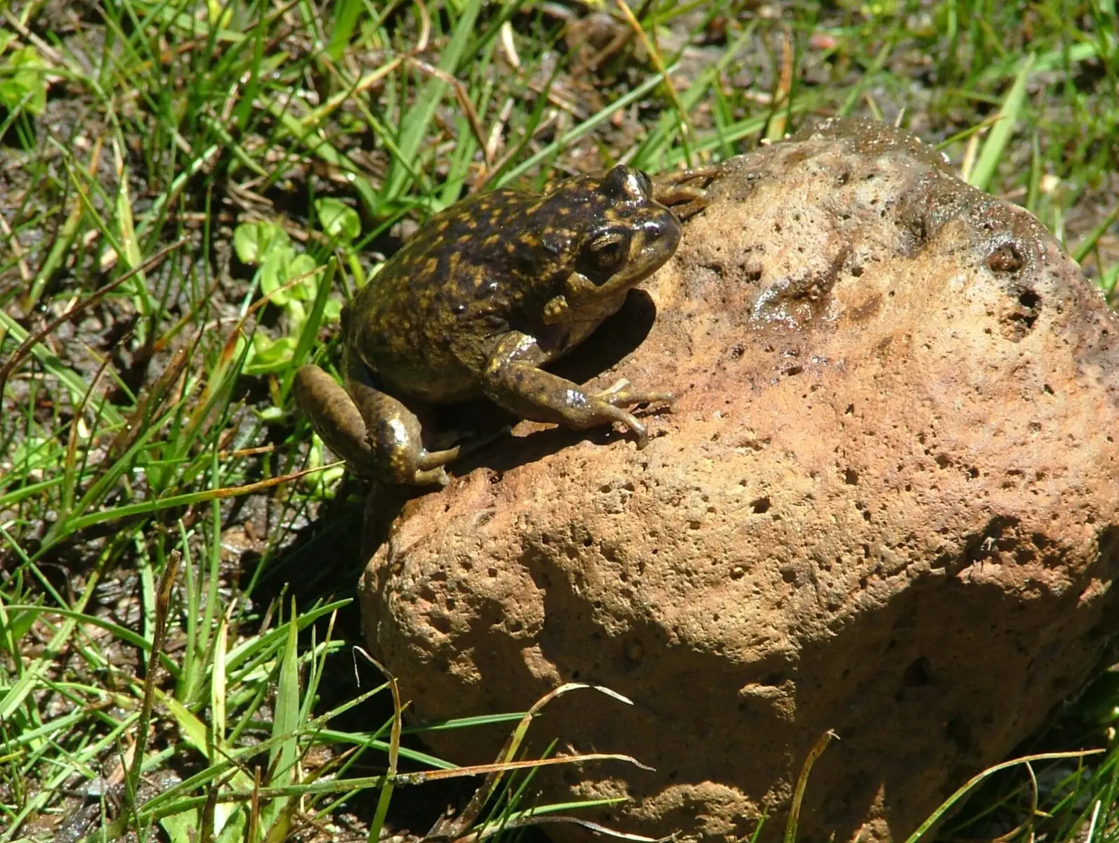La ranita del Pehuenche: un anfibio de los Andes que se convirtió en un símbolo de conservación ambiental