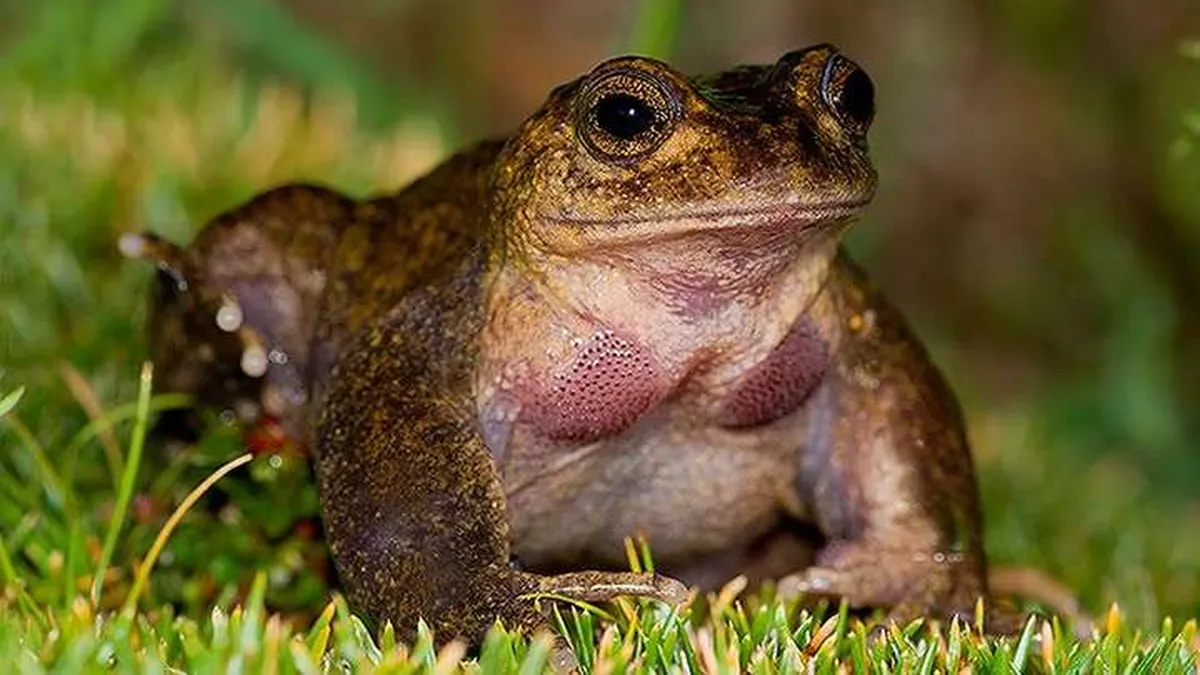 The Pehuenche frog: an Andean amphibian that became a symbol of environmental conservation