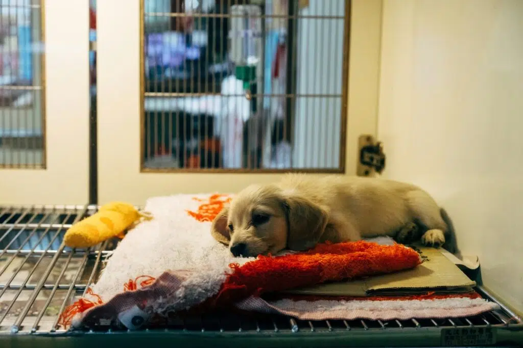 Un refugio para animales impulsa una red solidaria contra el maltrato en San Juan. Foto: Unsplash.