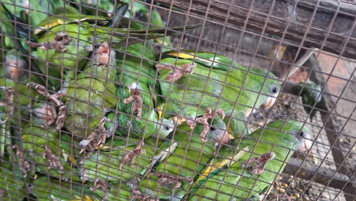 500 wild birds rescued in Ucayali, highlighting the impact of illegal trafficking in the Peruvian Amazon