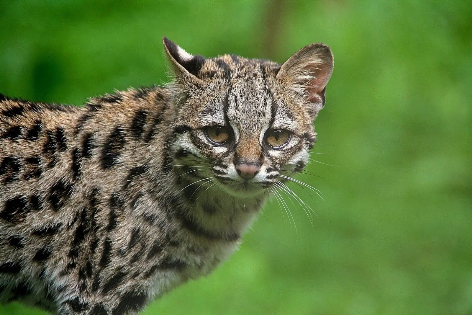 Les gardes-parcs de Misiones relocalisent un margay à Comandante Andresito. Photo : Animalia.