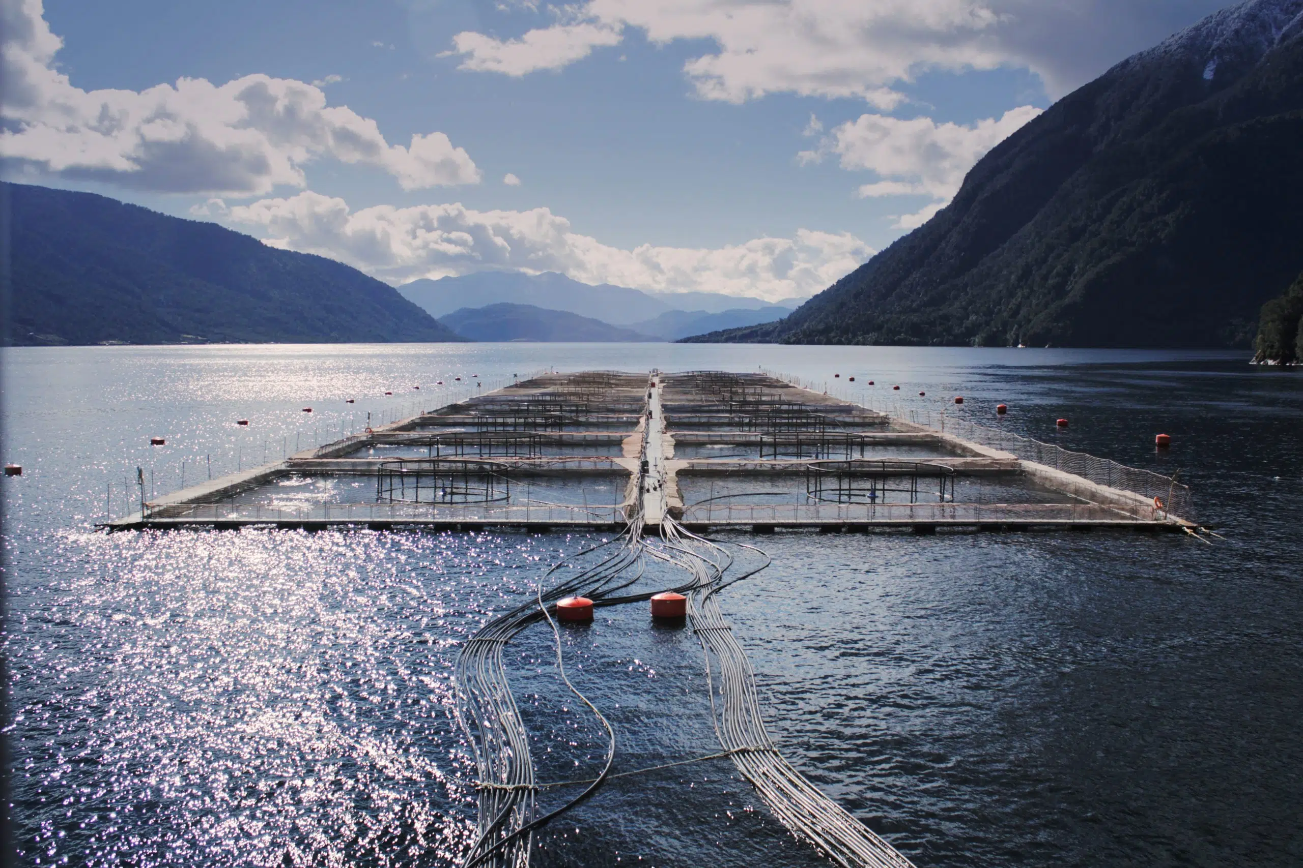 Challenge to the Salmon Farms: The Southern Chilean Town That Demanded the Removal of Cages from a Lake for Its Protection