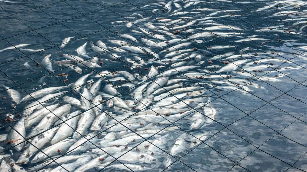 Chile and a new ecological disaster: 283 tons of dead salmon in Chiloé reignite criticism of the salmon industry