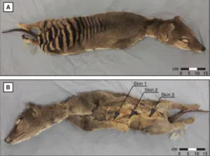 Les scientifiques ont réussi à extraire du matériel génétique fonctionnel du tigre de Tasmanie. Photo : PMC. 