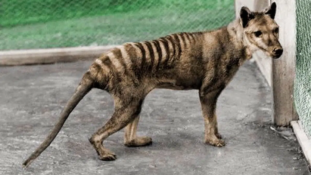 Scientists succeeded in extracting functional genetic material from the Tasmanian tiger, a species extinct in the 20th century
