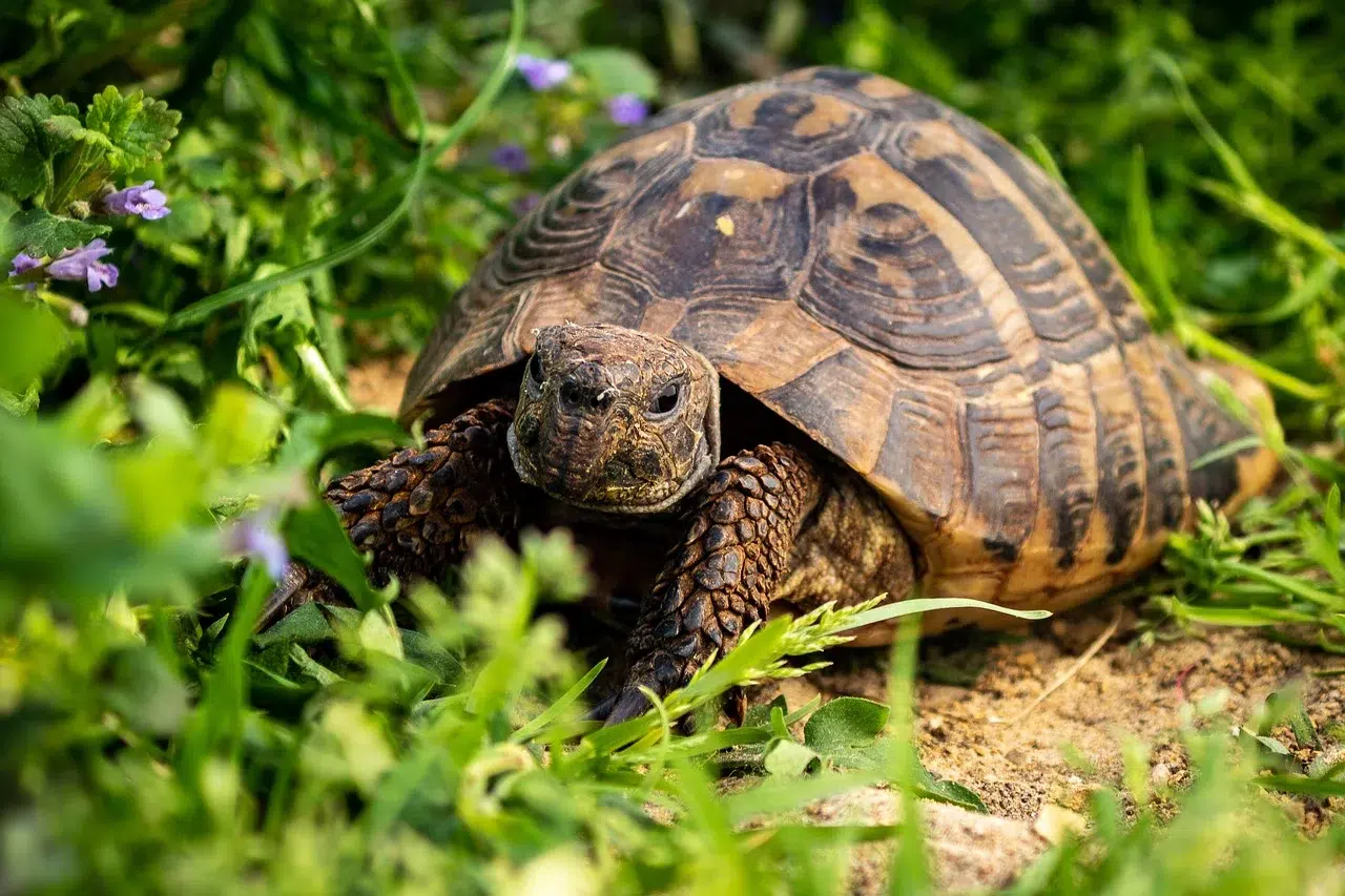 Hermann’s tortoises in North Macedonia: females throw themselves off cliffs to escape male harassment