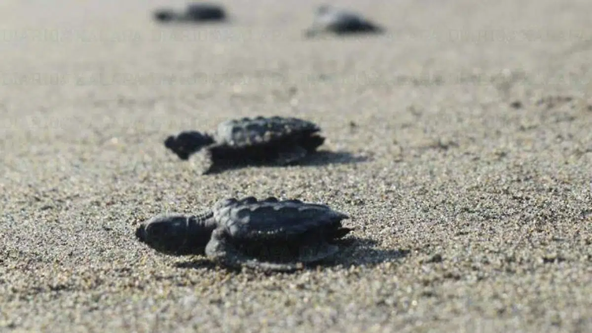 50 university students from eight countries traveled to Mexico to clean beaches and protect sea turtles in Nautla