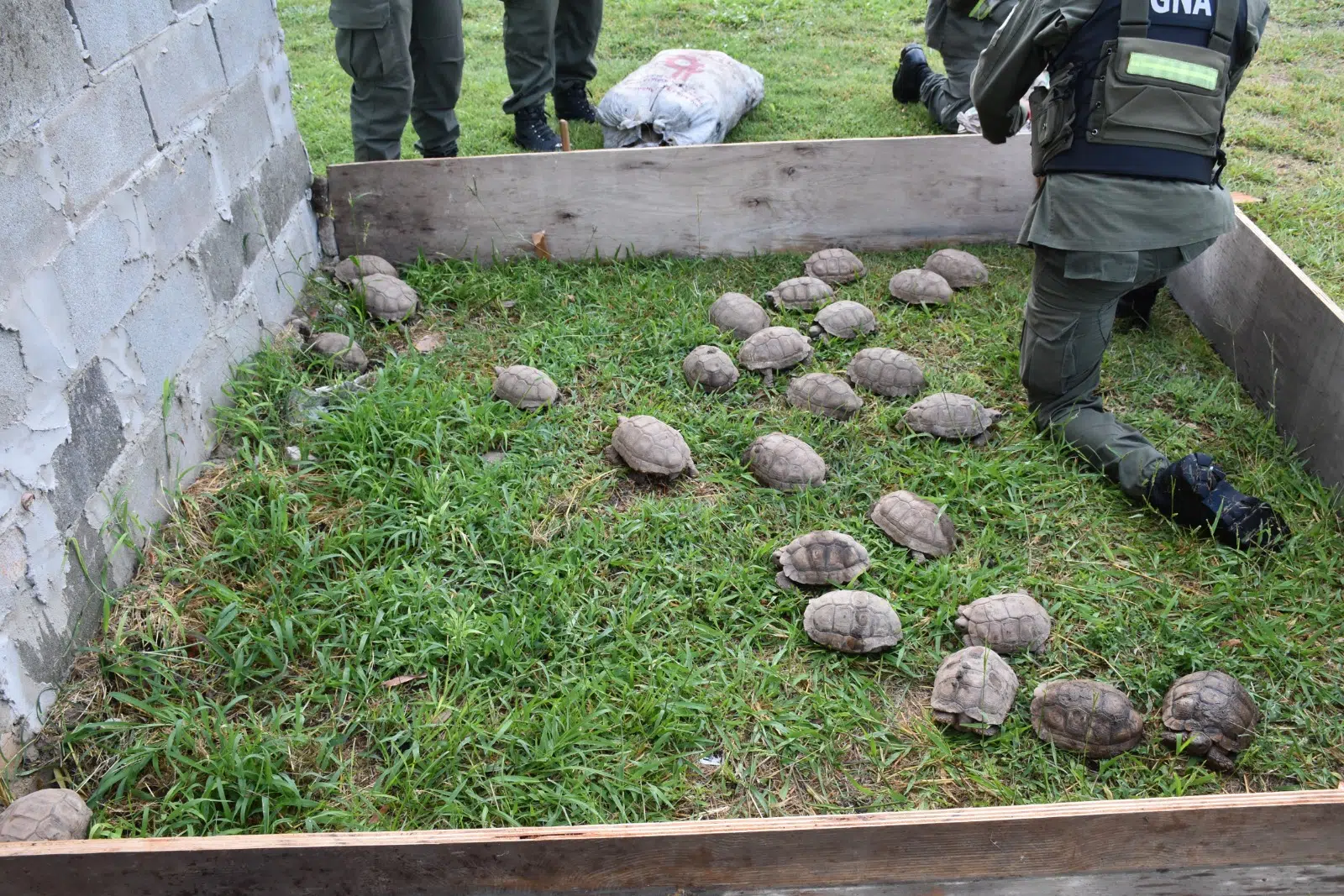 Operation in Santa Fe: 150 turtles and 100 birds seized in a truck, raising alarm over illegal wildlife trafficking