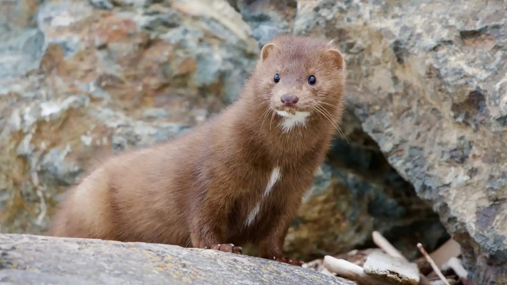 From the fur coat business to an ecological threat: how the invasive mink colonized Patagonia