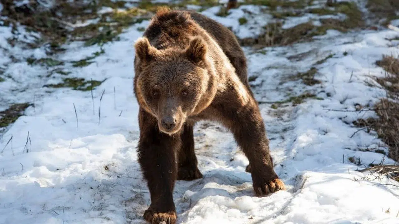 From Luján to Europe: Florencia, Gordo, and Flora begin a new life in sanctuaries after years of captivity