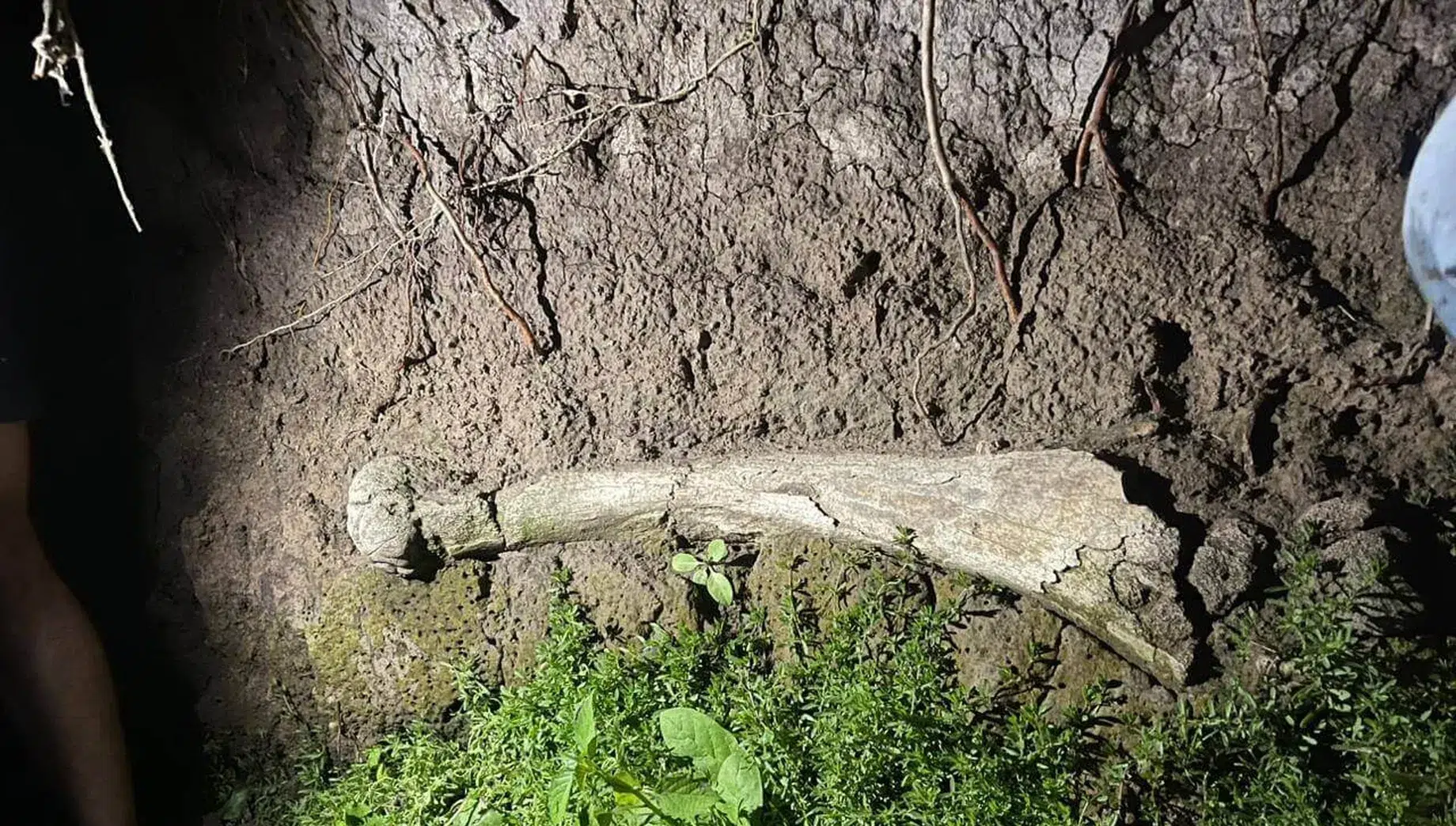 Scientific Discovery in Buenos Aires: A Possible Megatherium Fossil Found in the Rojas River During a Fishing Trip