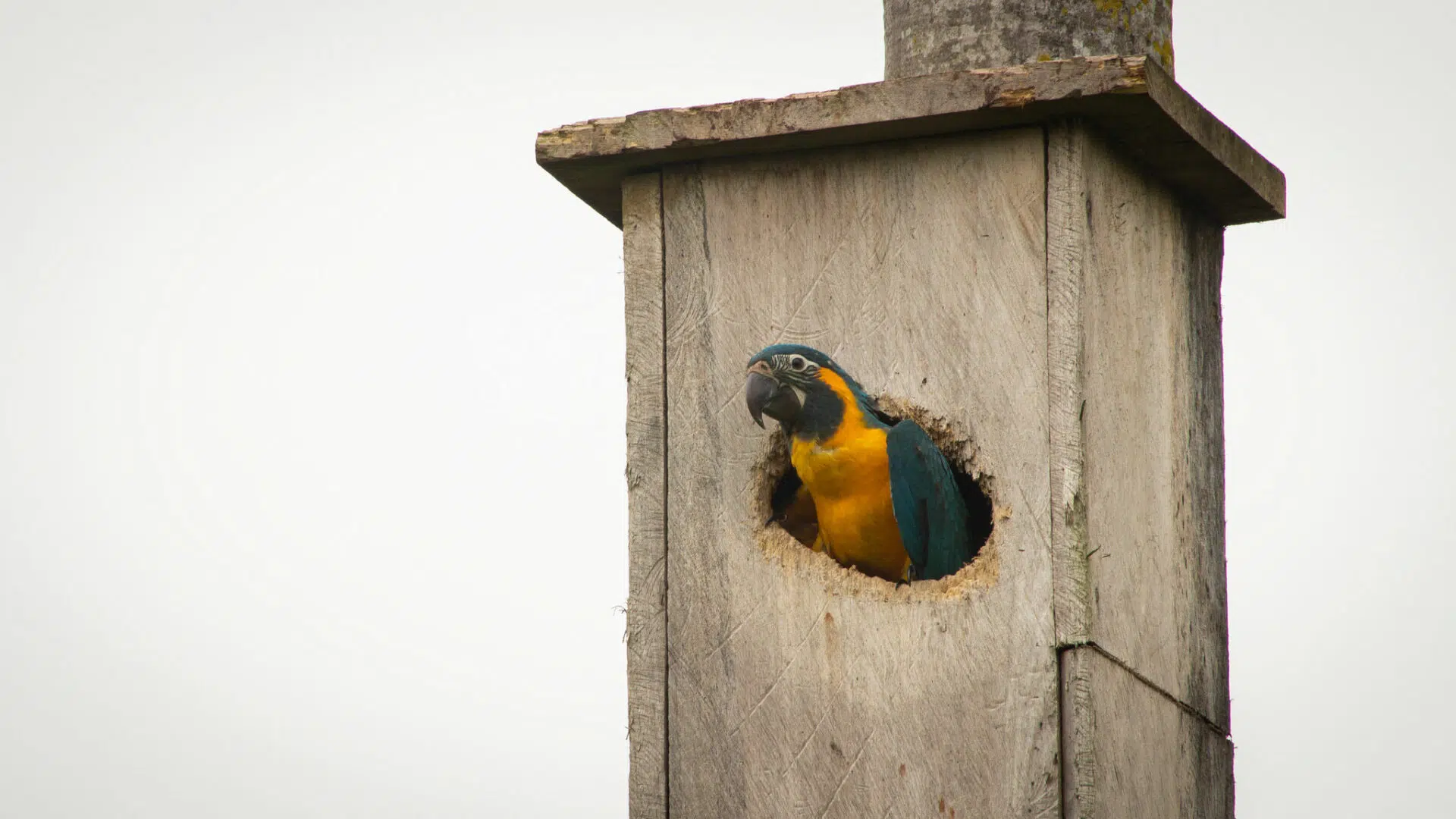Bolivia: the Blue-throated Macaw nest box program reaches record numbers and secures the species’ future