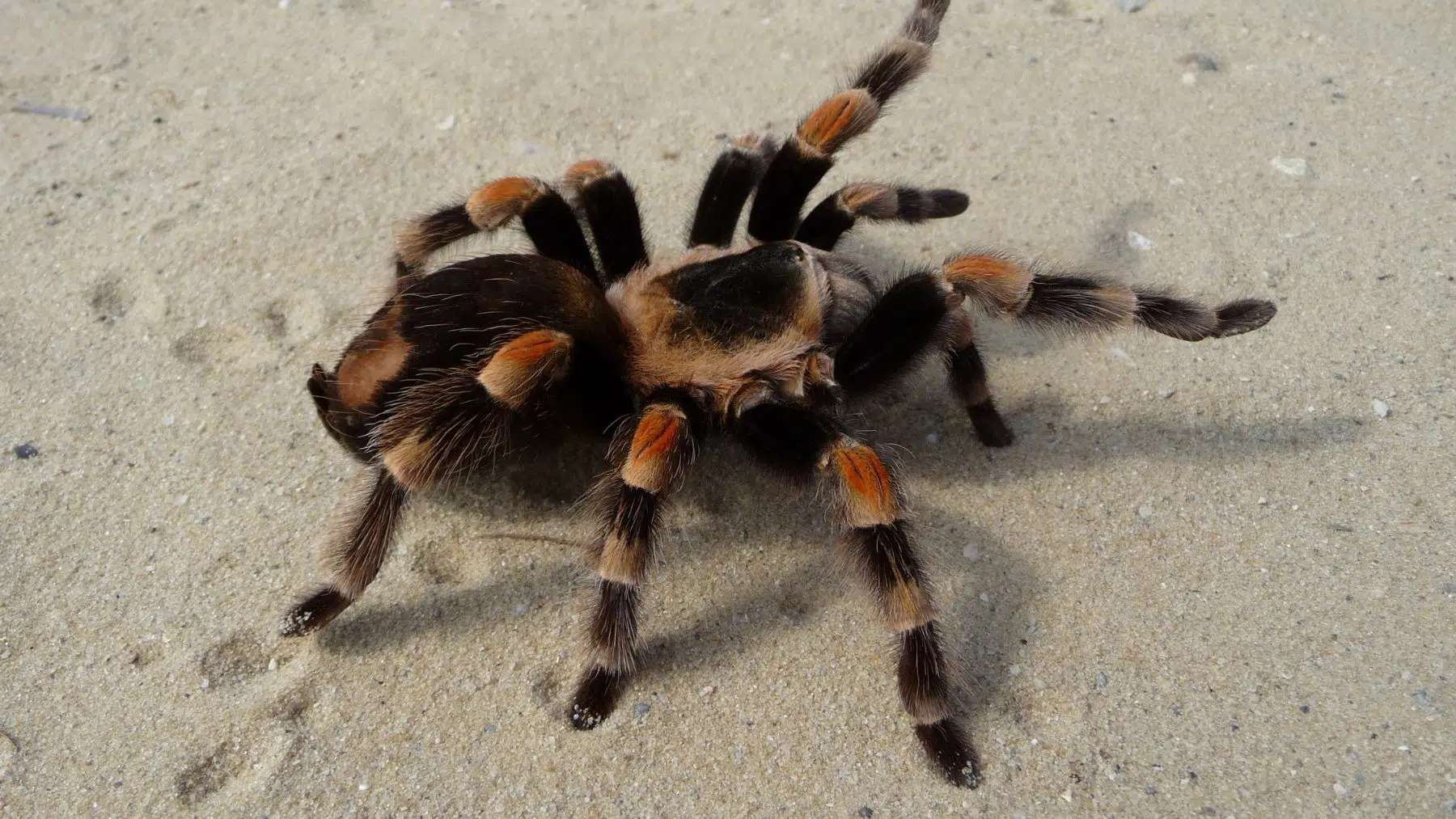 Surprising: Giant tarantula devours venomous snake in Ecuador