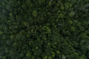 Gigantes milenarios del bosque: los alerces chilenos revelan una red oculta clave para la biodiversidad y el clima. Foto: Tomas Munita / Ladera Sur. 