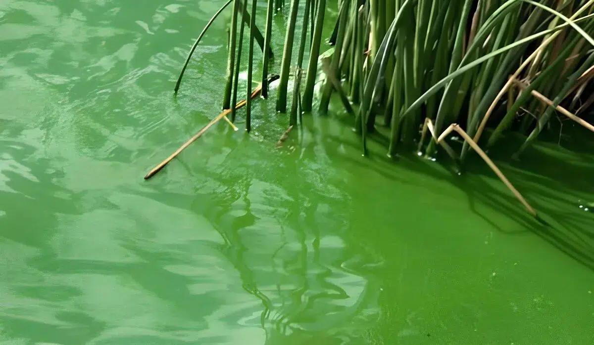 Alert for cyanobacteria in 14 municipalities of Buenos Aires: General Madariaga at red level due to health risk
