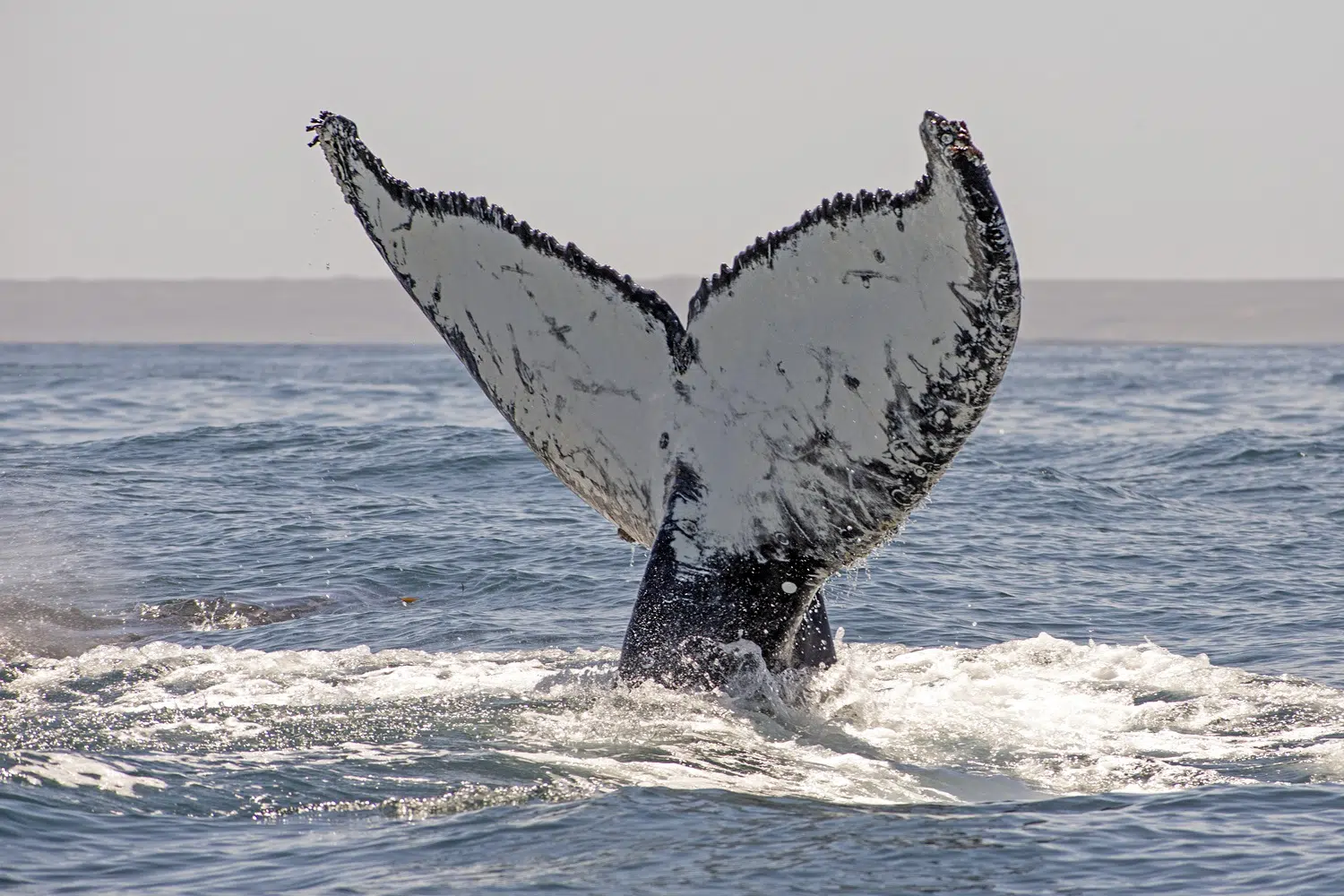 Historic Discovery in Chubut: Humpback Whales Chart New Migratory Routes in the Argentine Sea