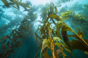 Científicos de Latinoamérica se reúnen en Chile para fortalecer el estudio y monitoreo de los bosques de macroalgas. Foto: Fundación Rewildinng Chile. 