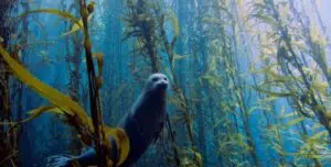 Científicos de Latinoamérica se reúnen en Chile para fortalecer el estudio y monitoreo de los bosques de macroalgas. Foto: Diario Jornada.