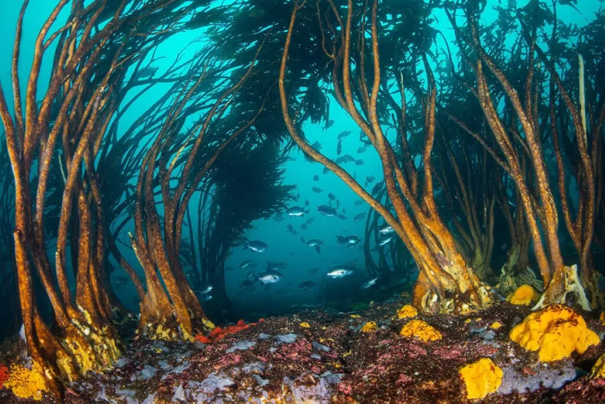 Latin American scientists meet in Chile to strengthen the study and monitoring of macroalgae forests